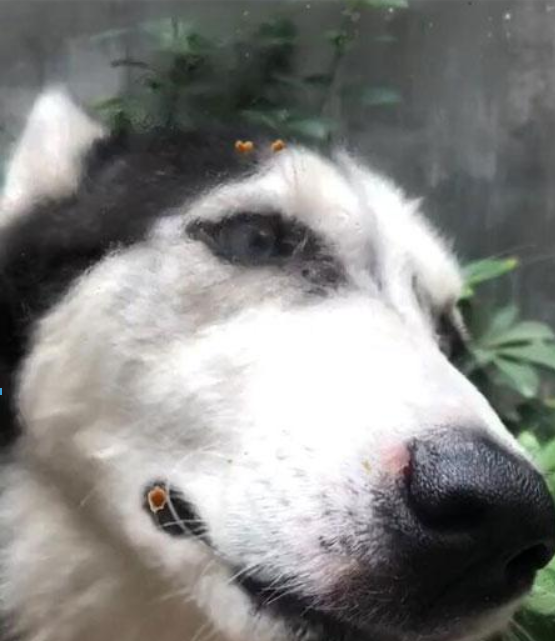 抖音狗舔屏高清动态壁纸什么样?抖音狗舔屏高清动态壁纸详情介绍!