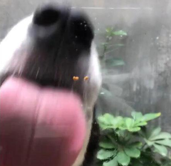 抖音狗舔屏高清动态壁纸什么样?抖音狗舔屏高清动态壁纸详情介绍!