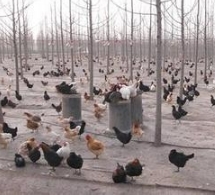 养殖业无息贷款如何申请?养殖业无息贷款申请条件介绍!