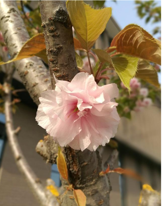 华为手机中使用大光圈拍照模式具体操作方法