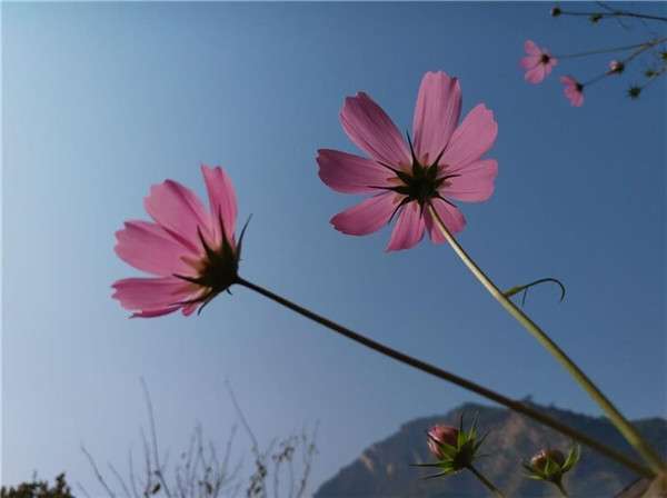 诺基亚x7拍照效果怎么样 诺基亚x7拍照效果好不好看