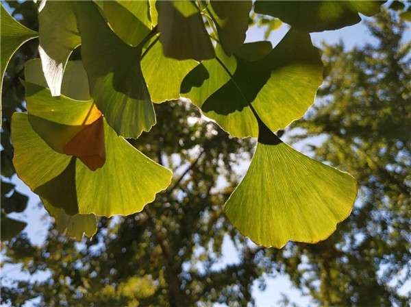 诺基亚x7拍照效果怎么样 诺基亚x7拍照效果好不好看