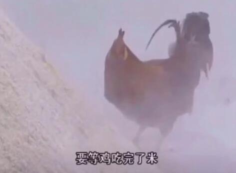 鸡吃米狗吃完面图片分享 高清大图等你保存