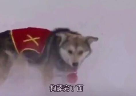 鸡吃米狗吃完面图片分享 高清大图等你保存