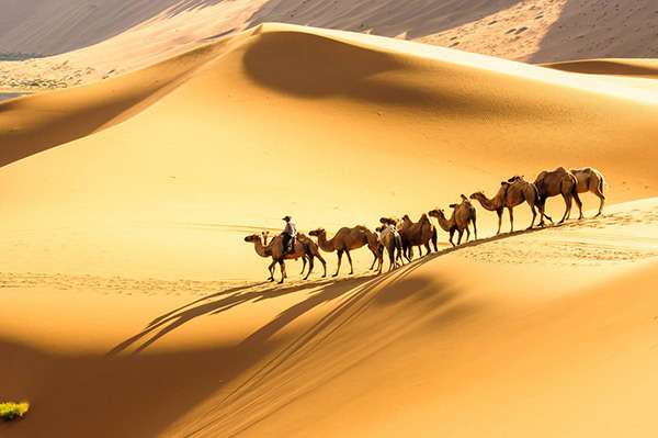 我跨上沙漠之舟歌词 我跨上沙漠之舟歌曲