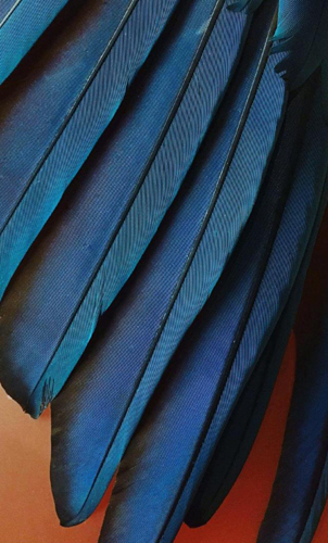 iOS12官方壁纸原图高清分享大全 这壁纸美到哭