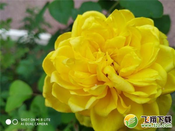 小米8青春版拍照像素怎么样_小米8青春版拍照效果测评小米8青春版拍照像素怎么样_小米8青春版拍照效果测评