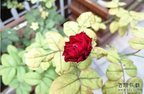 华为麦芒7拍照像素怎么样_华为麦芒7拍照效果测评华为麦芒7拍照像素怎么样_华为麦芒7拍照效果测评