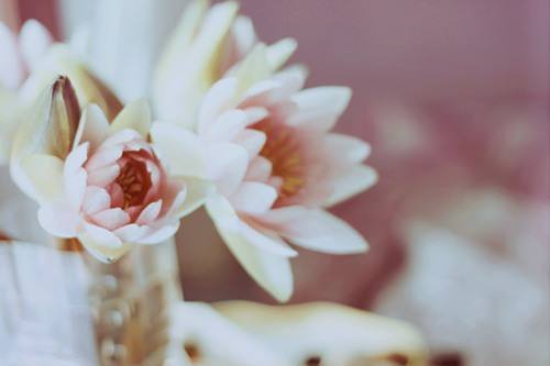 抖音如果只剩一朵花是什么歌_如果只剩一朵花歌曲试听地址分享