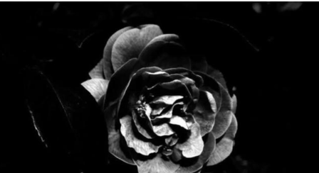 手机相机APP哪个好用?最好用的手机相机软件是什么?