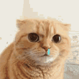 彩虹屁无水印表情包分享【彩虹屁是什么梗】