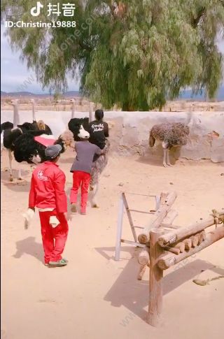 抖音骑鸵鸟赛跑背景音乐是什么?抖音骑鸵鸟大赛的歌曲分享