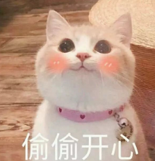 抖音喵喵喵猫咪表情包高清无水印图片分享!