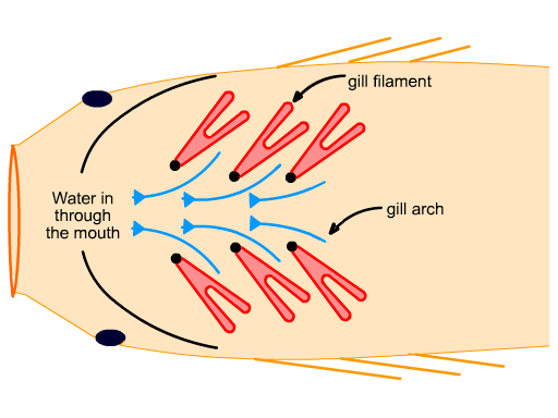 时速40的海狮靠什么追上时速160的金枪鱼？