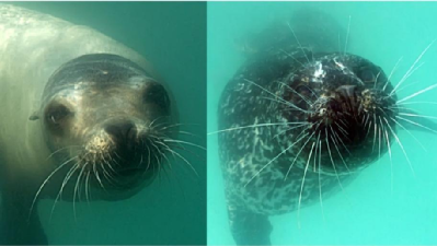 时速40的海狮靠什么追上时速160的金枪鱼？