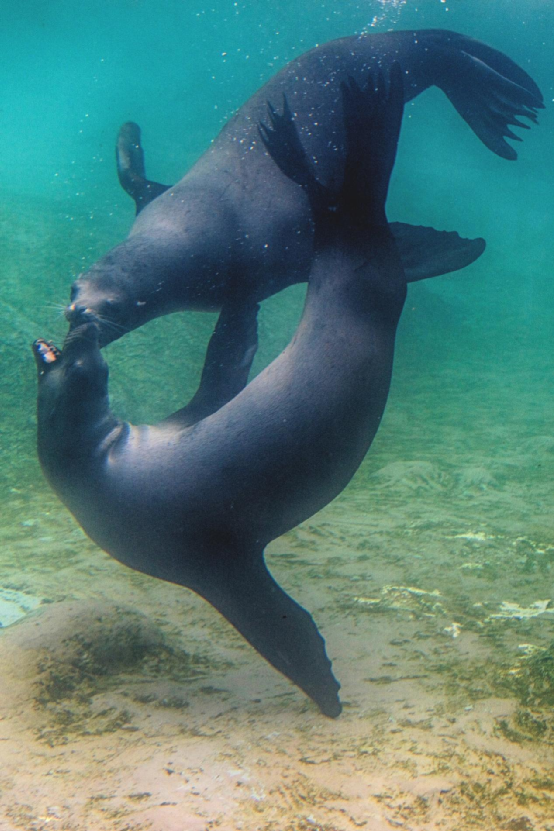 时速40的海狮靠什么追上时速160的金枪鱼？