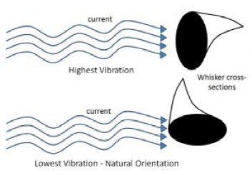 时速40的海狮靠什么追上时速160的金枪鱼？