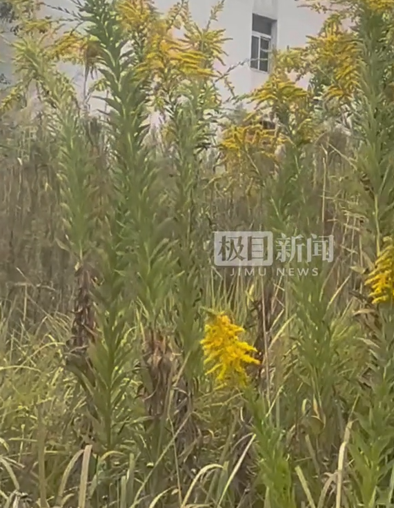 武汉现上千亩“霸道”的入侵黄花！紧急铲除