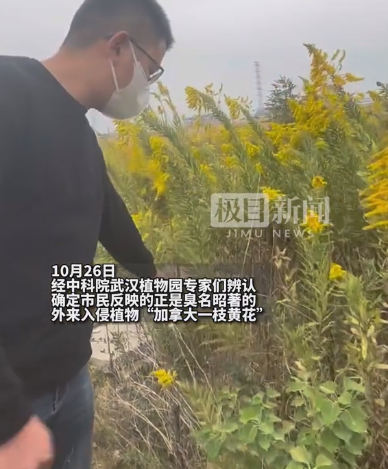武汉现上千亩“霸道”的入侵黄花！紧急铲除