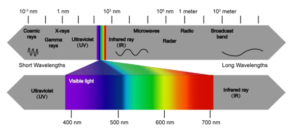 猫猫狗狗看电脑显示器是什么样的？很神奇