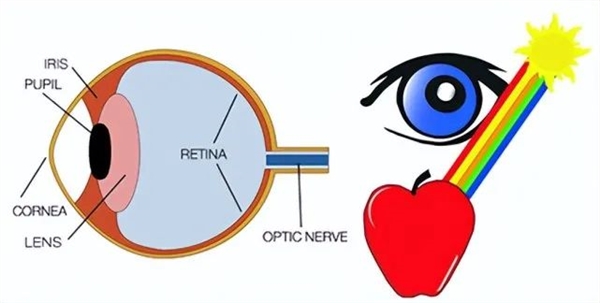 猫猫狗狗看电脑显示器是什么样的？很神奇