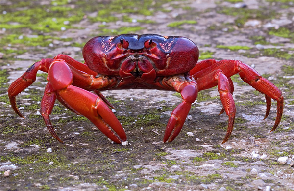 一年一度！澳大利亚圣诞岛红蟹大迁徙：组团过马路场面壮观