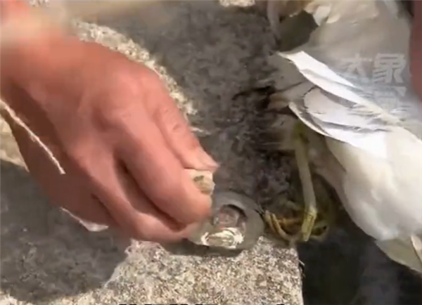 男子遇见现实版鹬蚌相争 砸烂河蚌救出小鸟 网友吵翻