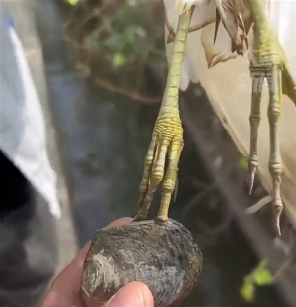 男子遇见现实版鹬蚌相争 砸烂河蚌救出小鸟 网友吵翻