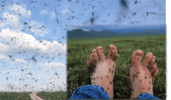 神秘的俄罗斯“挖尸人”：1年干2个月 就能入百万