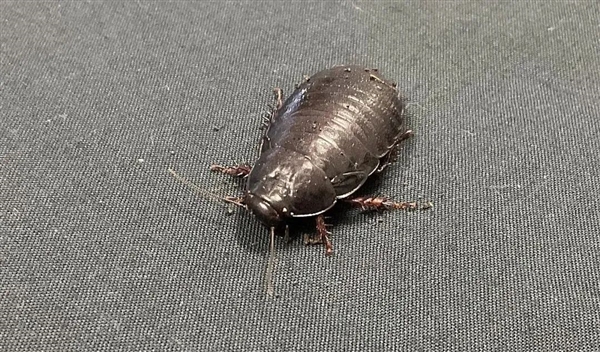 “灭绝”了80多年的蟑螂 怎么又重新出现了？！