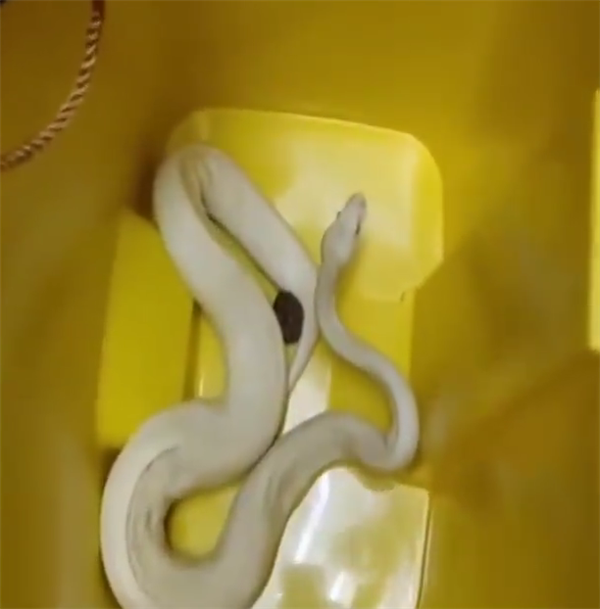 偶遇“白素贞”  男子散步捡到球蟒：外来物种、不宜放生