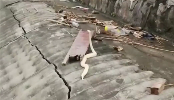 偶遇“白素贞”  男子散步捡到球蟒：外来物种、不宜放生