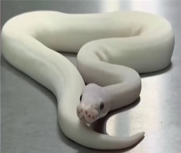 偶遇“白素贞”  男子散步捡到球蟒：外来物种、不宜放生