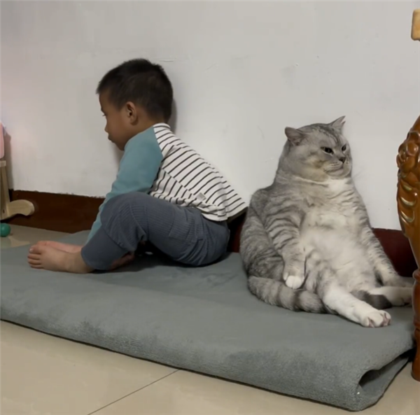 喜欢葛优躺的猫火了：和人类幼崽互不搭理 背靠背生闷气