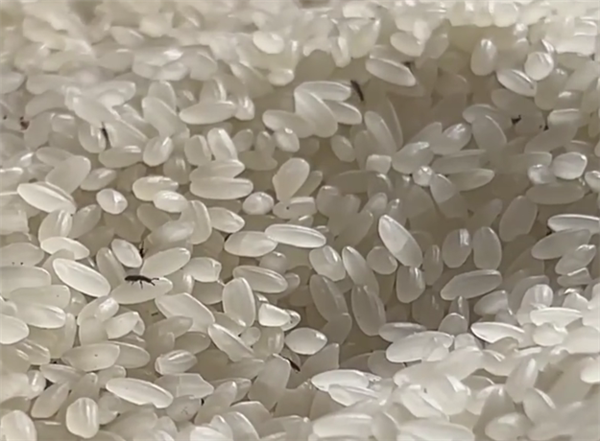 米缸长满小虫淘米飘满盆 老人担心 专家：是谷盗、没有危害