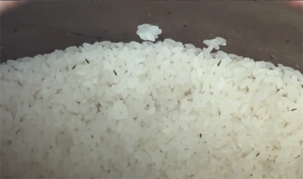 米缸长满小虫淘米飘满盆 老人担心 专家：是谷盗、没有危害