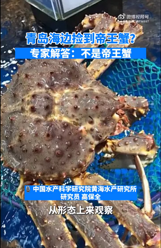 啥？青岛海边能捡到帝王蟹引围观 赚大了！专家回应