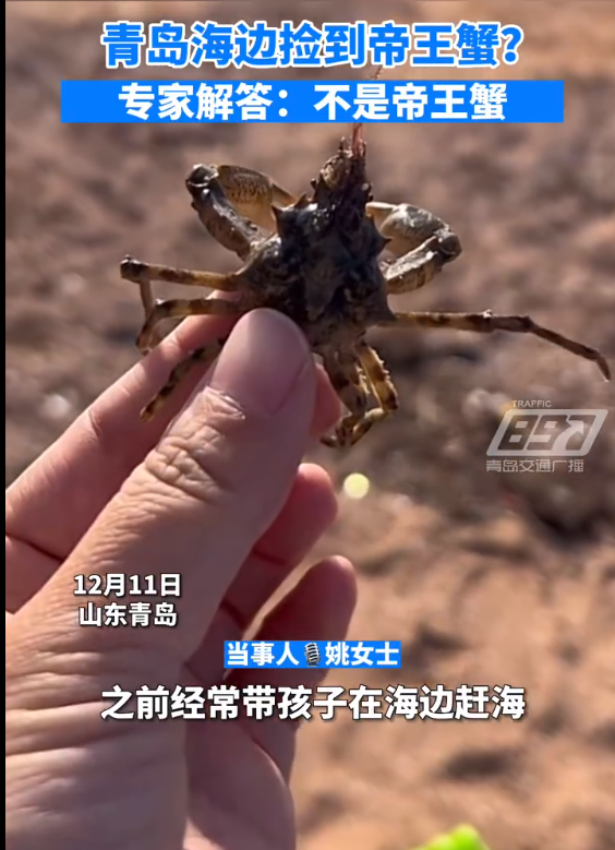 啥?青岛海边能捡到帝王蟹引围观 赚大了!专家回应