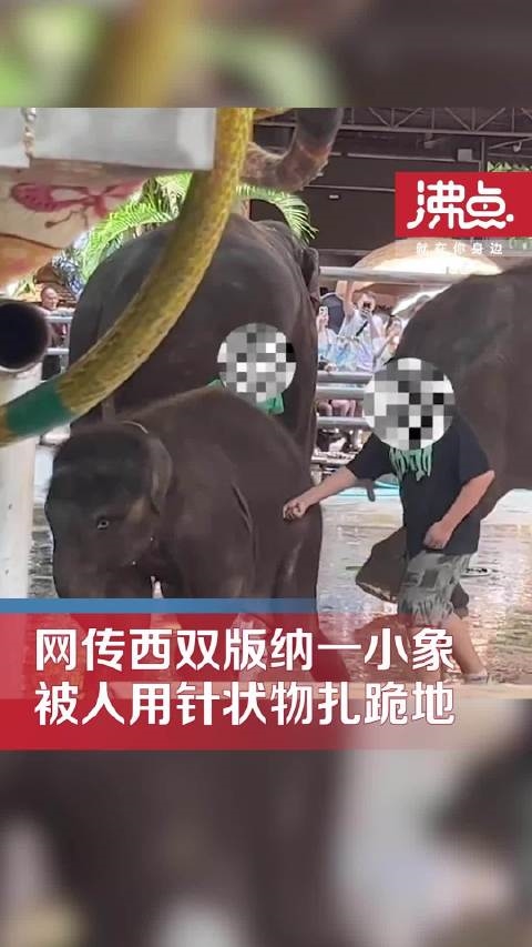 网传云南一公园多人用针扎小象：网友称不要再看动物表演