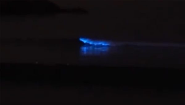 广东海滩现蓝眼泪奇观!央视提醒:肢体别接触 小心病毒