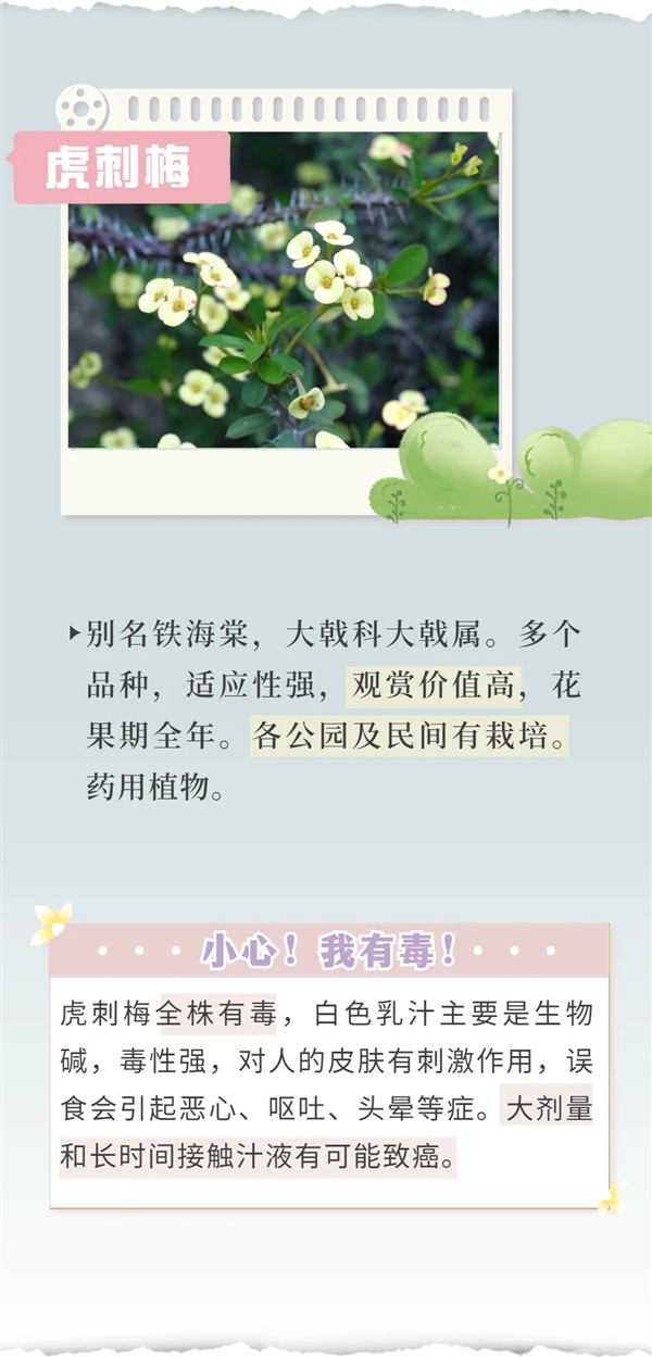 知名女演员最新大片引争议 网友惊呼：这花有毒！