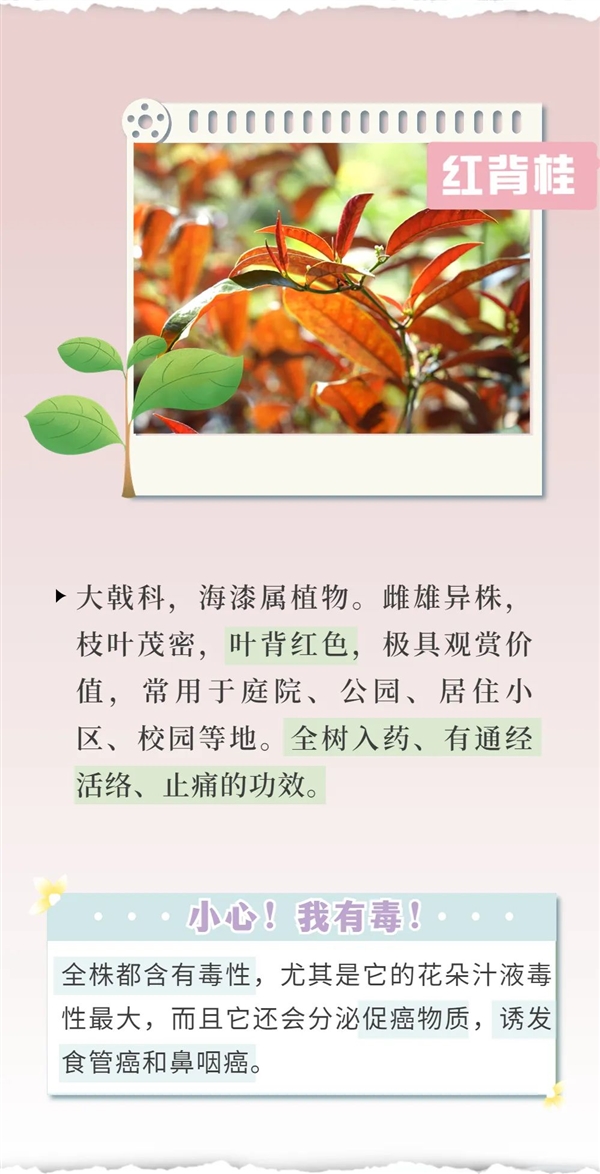 知名女演员最新大片引争议 网友惊呼：这花有毒！