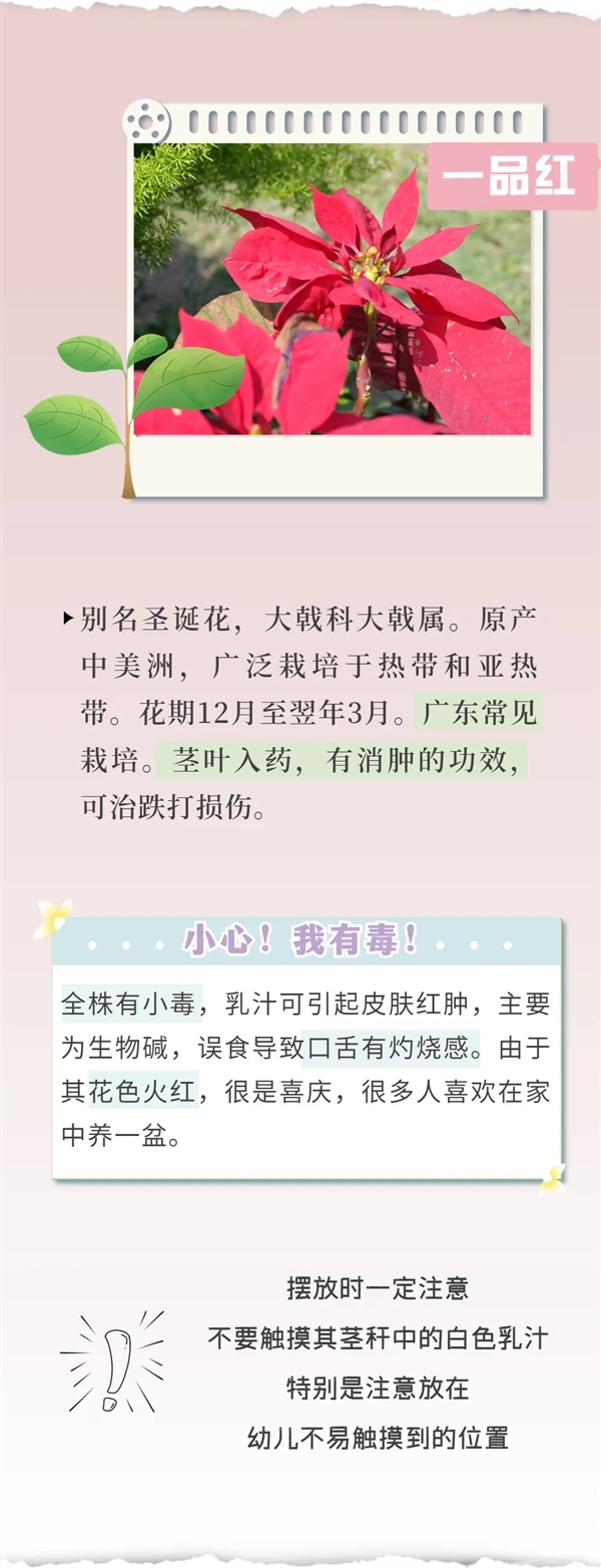 知名女演员最新大片引争议 网友惊呼：这花有毒！