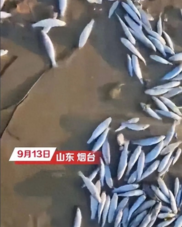 山东莱山海域现大量死鱼!跟日本核污水排海有关?真相揭露