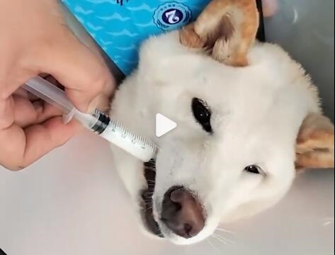 柴犬误食70粒布洛芬主人花5千救回:上月偷吃巧克力被送医