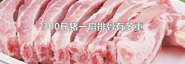 300斤猪一扇排骨有多重