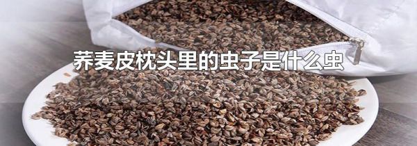 荞麦皮枕头里的虫子是什么虫
