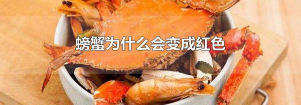 螃蟹为什么会变成红色