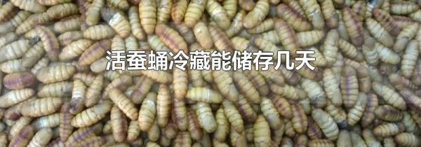 活蚕蛹冷藏能储存几天