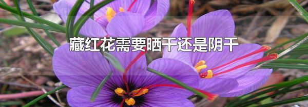 藏红花需要晒干还是阴干